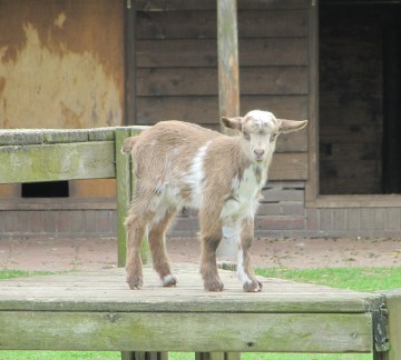 De kinderboerderij